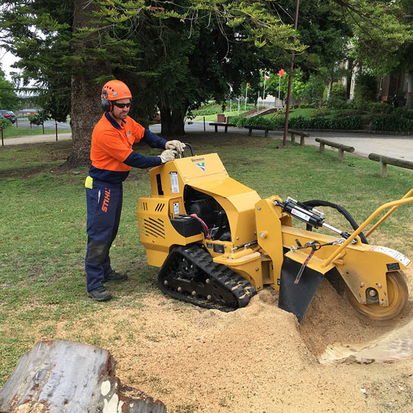 Acorn Tree Services