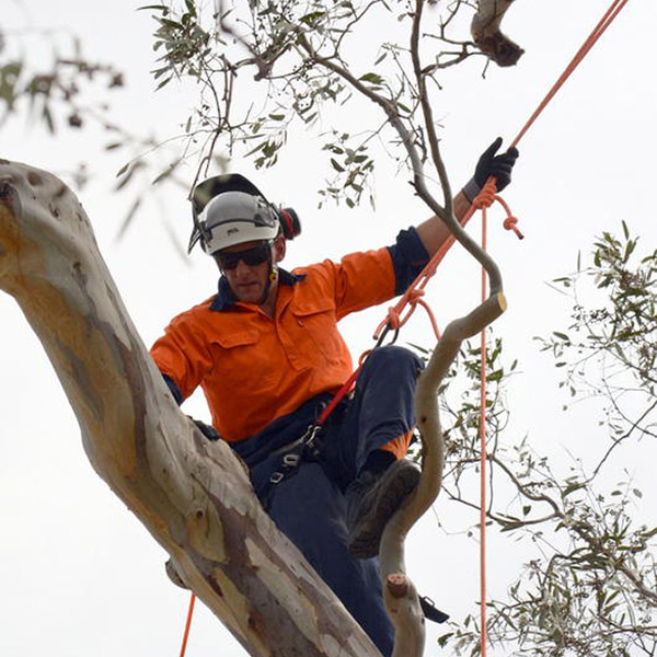 Acorn Tree Services