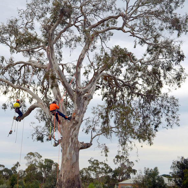 Acorn Tree Services