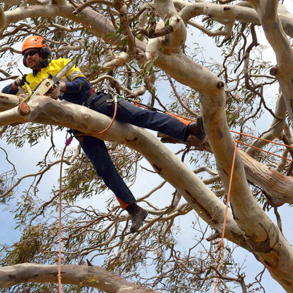 Acorn Tree Services