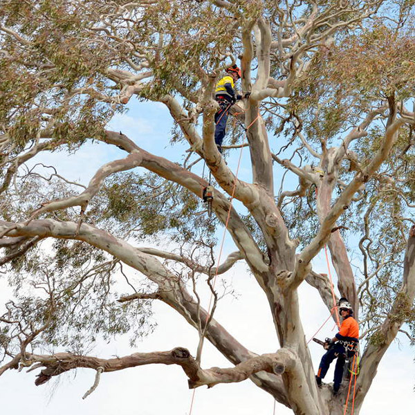 Acorn Tree Services
