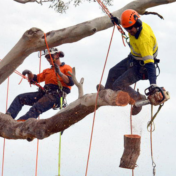 Acorn Tree Services