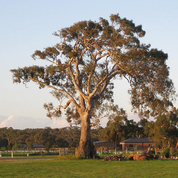 Acorn Tree Services