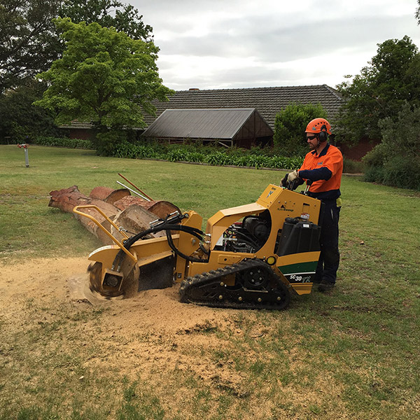 Acorn Tree Services
