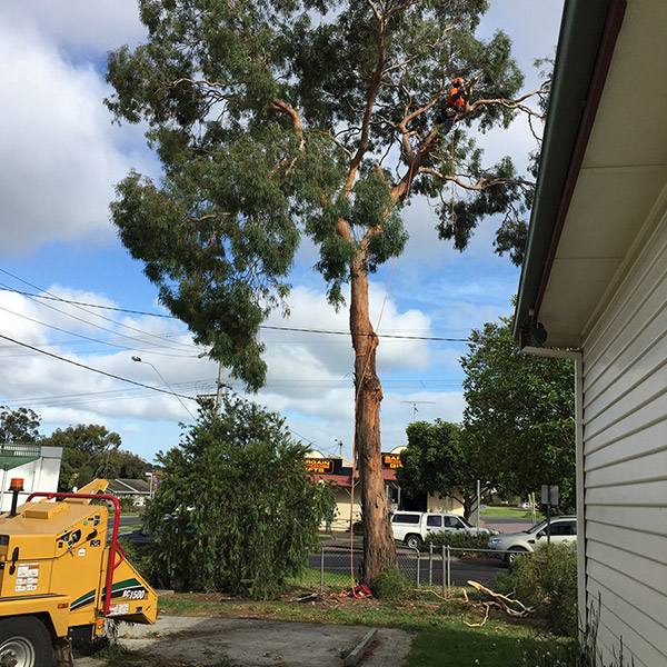 Acorn Tree Services