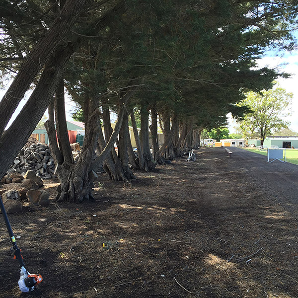 Acorn Tree Services