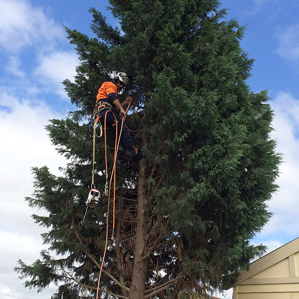 Acorn Tree Services